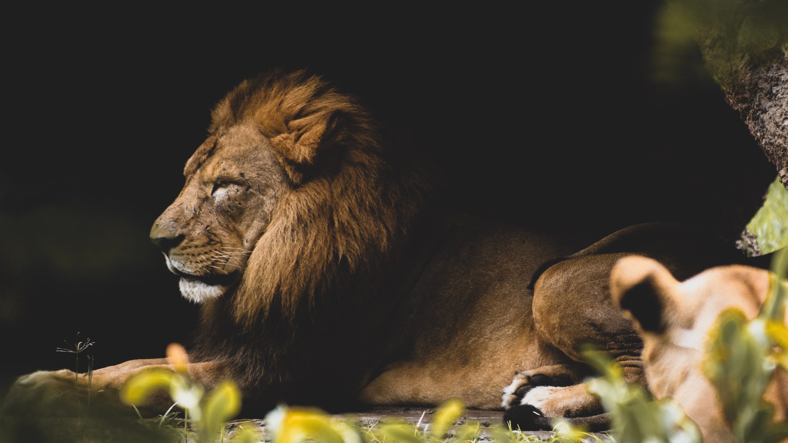 A male lion for La Aurora Zoo is lying down and looking to the left.